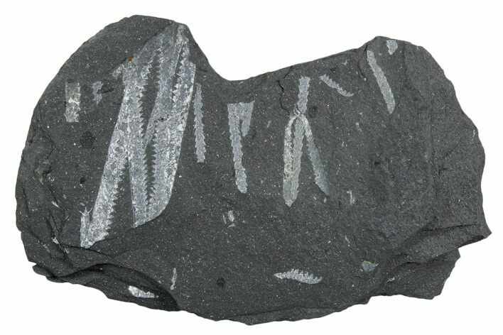 Fossil Graptolite (Didymograptus) Cluster - Wales #353826